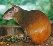 Aguti
