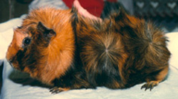 Brindle