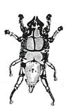 Chirodiscoides