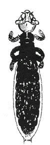 Gliricola