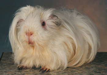 Josef