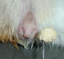 "Harnroehrenstein"