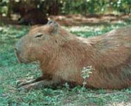 Wasserschwein