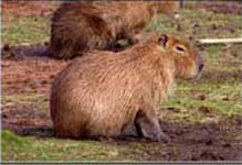 Wasserschwein