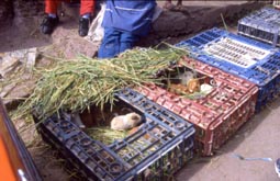 Cuzco Markt2