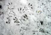 Spuren im Schnee
