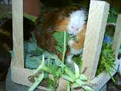 Meerschweinchen im Futterhaus