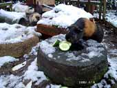Meerschweinchen im Schee