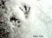 Spuren im Schnee