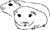 www.meerschweinchen.de